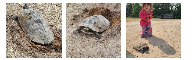 A turtle on sandy ground and a child observing it outdoors