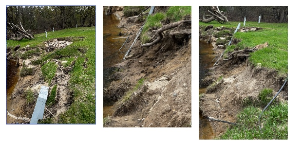 Three views of shoreline erosion, exposed roots, and the riverbank